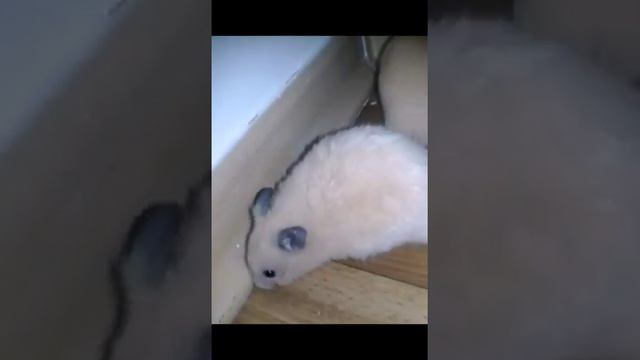 Хомички (завтра покажу 3 хомика)