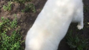 самоед Огнедар из Царства Сварога