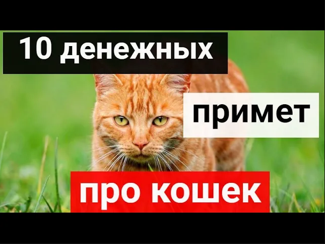 10 денежных примет про кошек. Как кошки делают нас счастливее