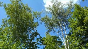 Forest Birds Relaxing Sounds for cozy Ambience - 1 hour gentle Forest Sounds