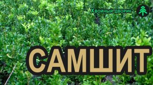 Самшит вечнозелёный. Уход за самшитом зимой. Вечнозеленые кустарники для бордюра