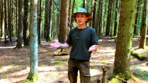 Почему грибы червивые? Клещи и последствия. Будет интересно.