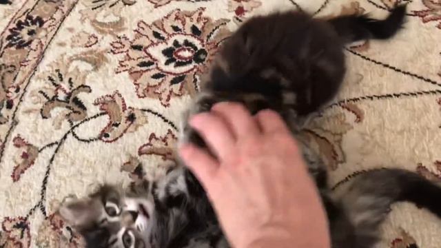 Сибирские тигрята смотреть онлайн