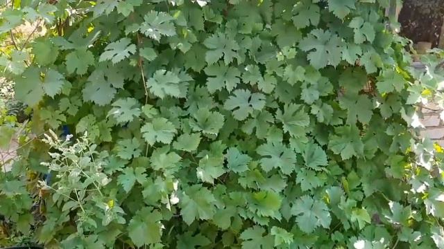 посадка черенков винограда смотреть онлайн