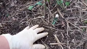 Самый легкий способ размножения клематисов