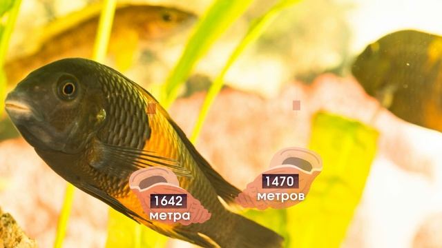 60 секунд о Байкале. Двойник Байкала - озеро Танганьика смотреть онлайн