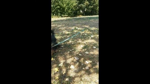 Щенок йоркширского терьера смотреть онлайн