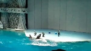 Москвариум на ВДНХ выступление