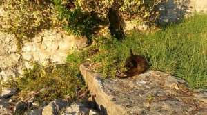 Кот себя вылизывает, старый город Бар, Черногория