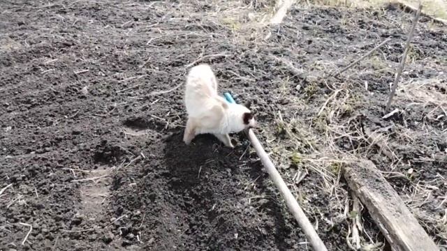 Весна- время посадок. Сажаем свёклу. смотреть онлайн