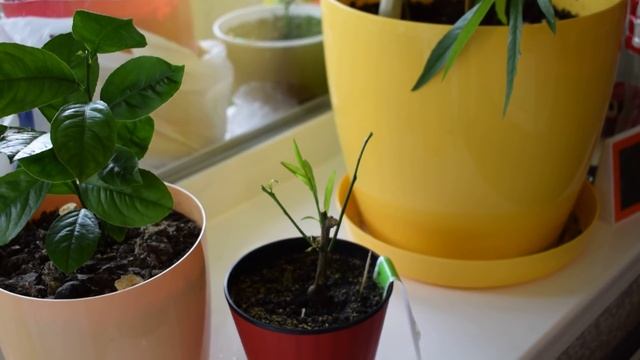 Как спасти лимон, апельсин, мандарин и другие цитрусы смотреть онлайн