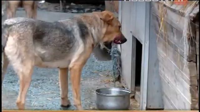 Собакам и кошкам грозит голод смотреть онлайн