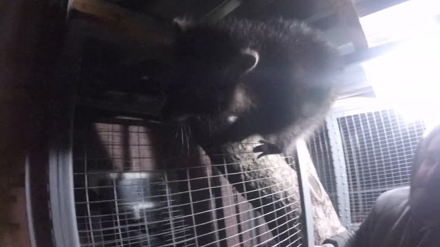 Еноты в вольере на дереве и с котом смотреть онлайн