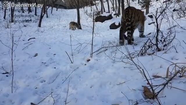 Драки тирг VS собаки смотреть онлайн