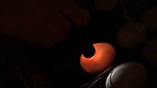 Овоскоп, Гуси , 12 день смотреть онлайн