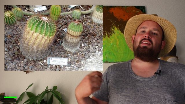 Das maximale Alter von Kakteen | Flol смотреть онлайн