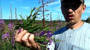 Иван Чай - Кипрей // Заготовка и ферментация