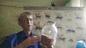 Какие Жуки Живут в Вашей Квартире и Кухне? Советы Эксперта: Как Избавиться? ЧАСТЬ-1.