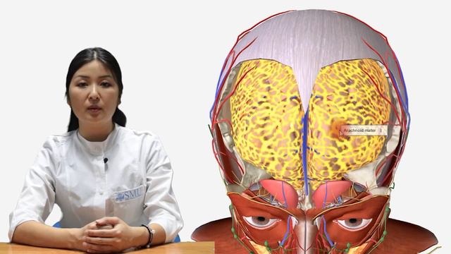 Topographic anatomy of head and neck смотреть онлайн