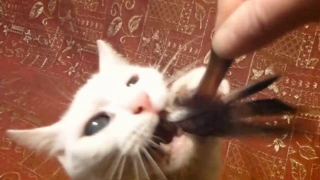 Кошачьи выкрутасы. смотреть онлайн