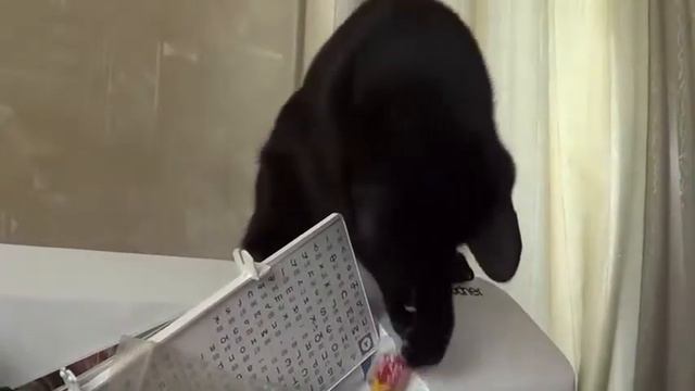 Кошка бросает конфеты смотреть онлайн