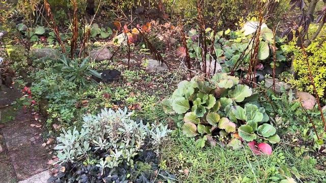 Подготовка к зимовке колеусов смотреть онлайн