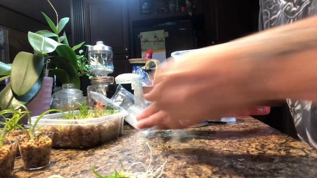 Deflasking Howeara Lava Burst 'Puanani' 11-23-2020 смотреть онлайн