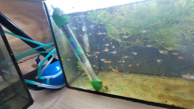 Разведение гуппи в домашних условиях. смотреть онлайн