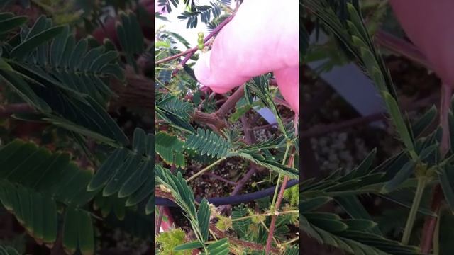 Mimosa Pudica Plant - Behind The Seeds Tour - Living With The Land - Epcot