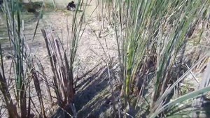 Охота по перу!Охота с ружьём ИЖ-18#Везде кабаны да лоси/Duck hunting from the approach