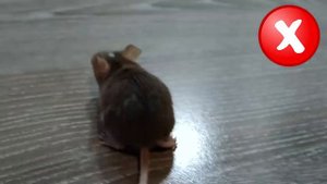 ПРОВЕРЯЕМ МИФЫ про МЫШЕК! на МЫШЕК СЁМУ и СИМУ напал ГАСТ! ТОПИ ТОП!