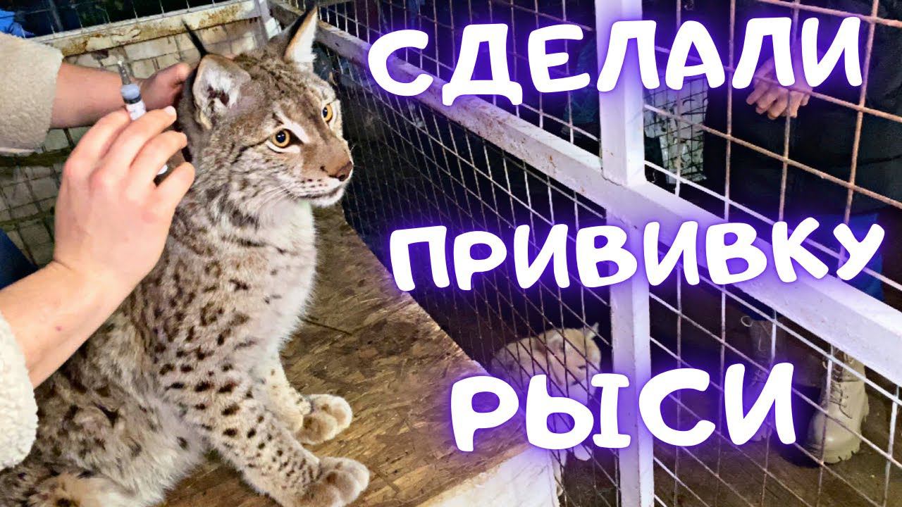 Прививка для рыси: раз, и всё