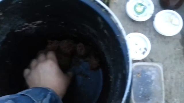Ловля уклейки на поплавочную снасть на реке Колокша. Ловля баклейки, силявки