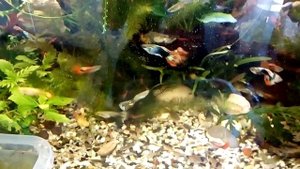 Науплии артемии. Выращиваю без аэрации