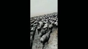 Алайские горы и нелёгкая жизнь чабанов.