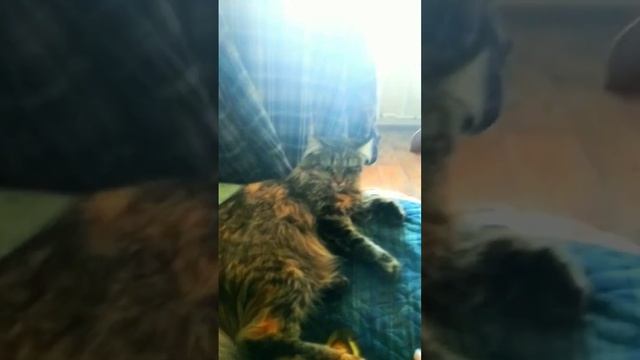 Кошка по имени Тося смотреть онлайн