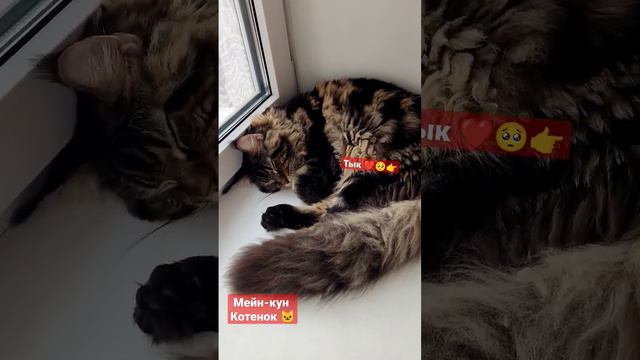 Мейн-кун котёнок 😈