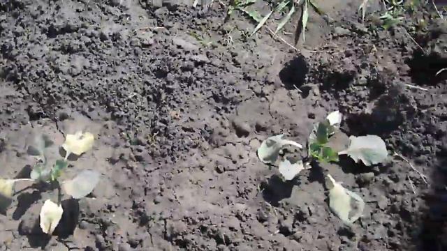 ПОМЕРЗЛА КАПУСТА ?!  ЧТО ДАЛЬШЕ ?! смотреть онлайн