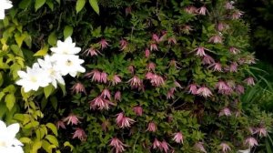 ? КЛЕМАТИС КНЯЖИК - княжики сорта 'Джанни' - Clematis 'Janny' Клематис TV