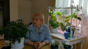 "Монгольский карлик - Храмушиной"