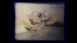 АРГЕНТИНСКИЙ ДОГ VS ПИТБУЛЬ!!! КТО КОГО???