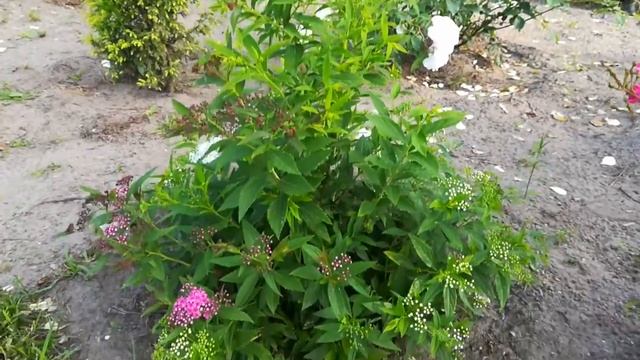 Миксбордер с розами. Обзор растений смотреть онлайн