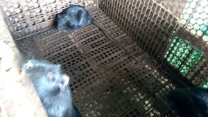 Наши чёрные нутрии   #нутрии #кормлениенутрий #животные