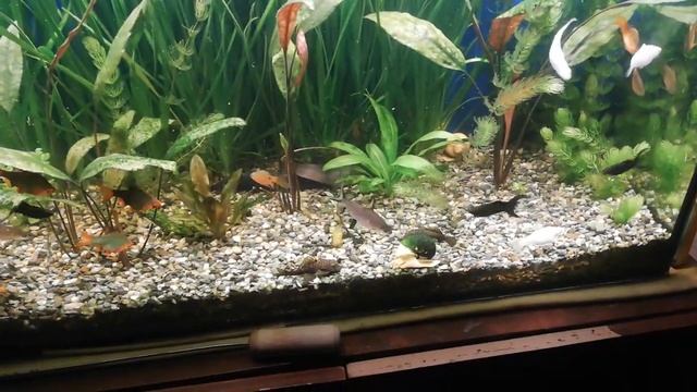 Мешкожаберные сомы и их друзья смотреть онлайн