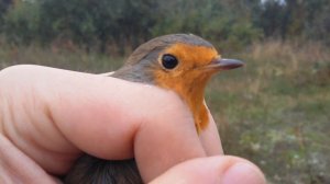 Как выглядит малиновка? А зарянка? А как перелетные птицы находят дорогу? Как происходит миграция?