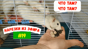 НАРЕЗКИ ИЗ ЭФИРА | КРЫСЫ #19