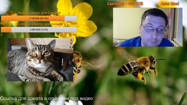 Аллергия у собак/кошки. Признаки аллергии, ее виды. Как помочь животному при аллергии?