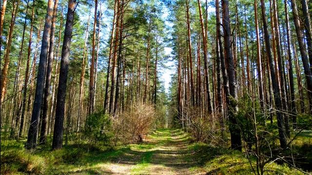 Пение птиц в лесу поможет быстро и крепко уснуть. Расслабляющие звуки природы. Звуки для сна.
