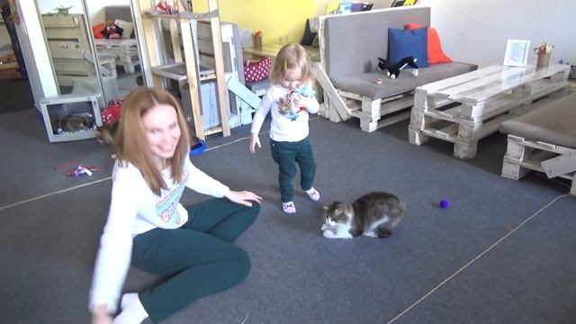 Необычное Котокафе! Лапы и Хвосты!