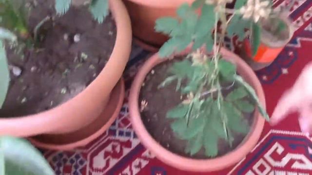 Amachkot mimoza смотреть онлайн